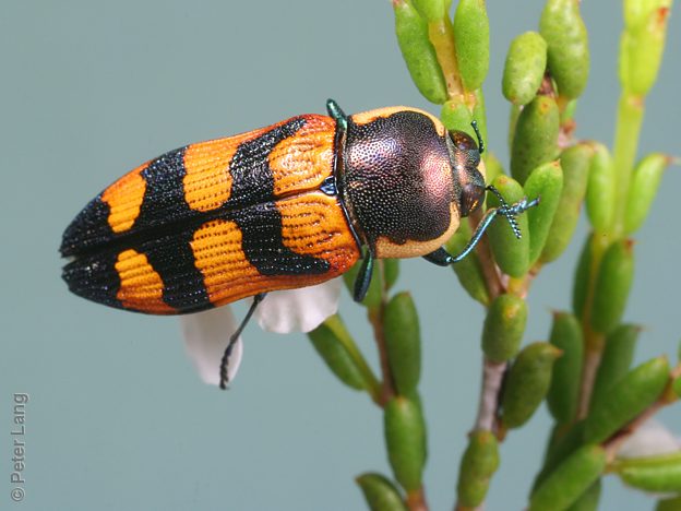 Castiarina rediviva, PL0304A, female, on Hysterobaeckea behrii, EP, 12.1 × 4.4 mm